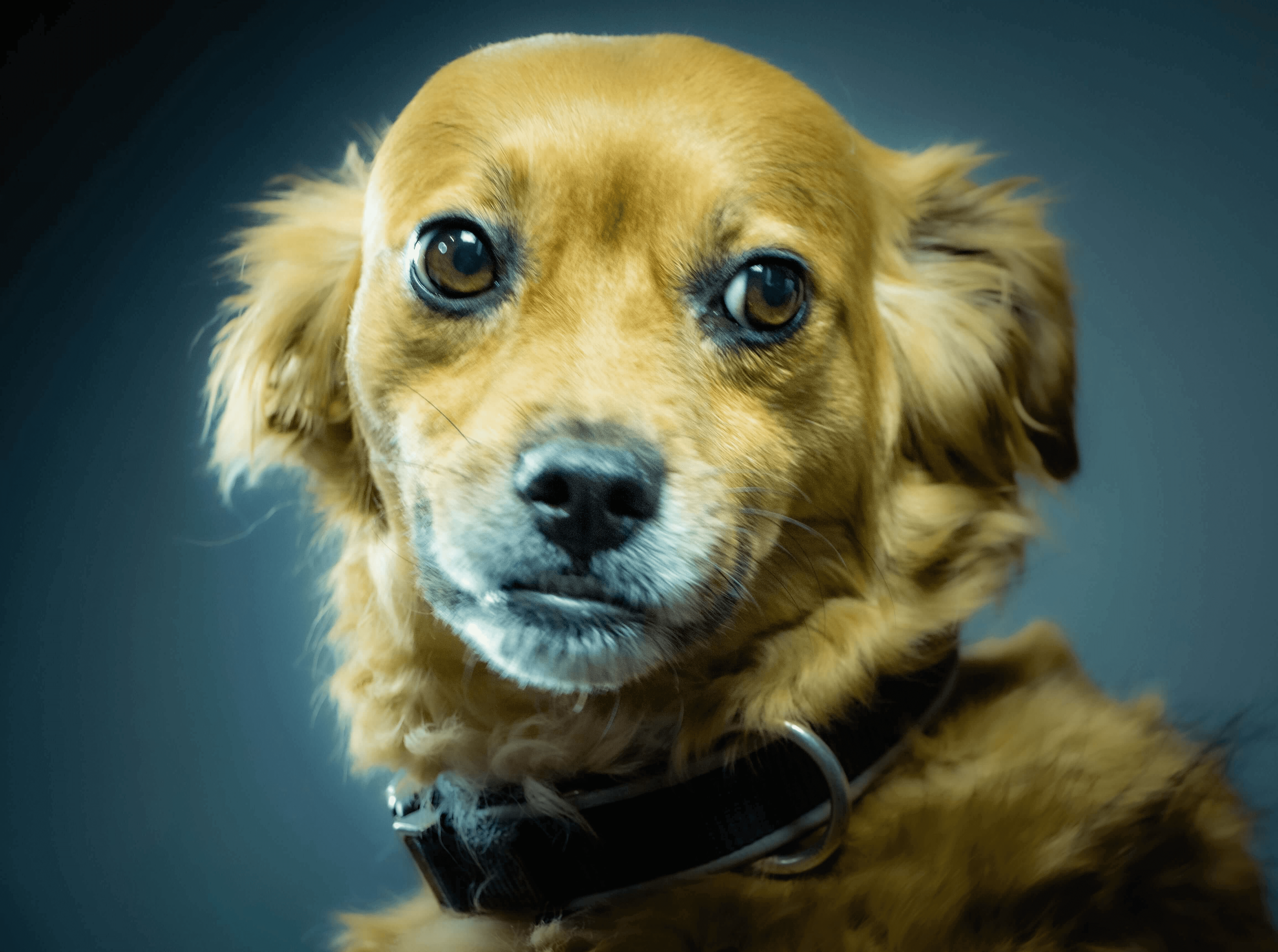 Luna Dog Chief Pet Officer Tabs And Spaces Web Development